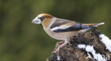 Appelvink (Coccothraustes coccothraustes)