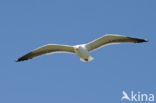 Kleine Mantelmeeuw (Larus fuscus)