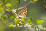 Kleine weerschijnvlinder (Apatura ilia)