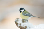 Koolmees (Parus major)