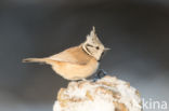 Kuifmees (Parus cristatus)