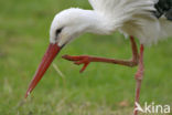 Ooievaar (Ciconia ciconia)