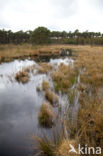 Speerwaterjuffer (Coenagrion hastulatum) 