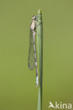 Speerwaterjuffer (Coenagrion hastulatum) 