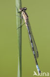 Speerwaterjuffer (Coenagrion hastulatum) 