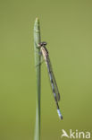 Speerwaterjuffer (Coenagrion hastulatum) 