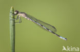 Speerwaterjuffer (Coenagrion hastulatum) 