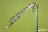 Speerwaterjuffer (Coenagrion hastulatum) 