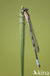 Speerwaterjuffer (Coenagrion hastulatum) 