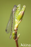 Speerwaterjuffer (Coenagrion hastulatum) 