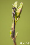 Speerwaterjuffer (Coenagrion hastulatum) 