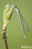 Speerwaterjuffer (Coenagrion hastulatum) 