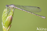 Speerwaterjuffer (Coenagrion hastulatum) 