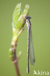 Speerwaterjuffer (Coenagrion hastulatum) 