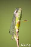 Speerwaterjuffer (Coenagrion hastulatum) 