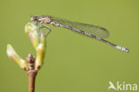 Speerwaterjuffer (Coenagrion hastulatum) 