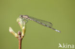 Speerwaterjuffer (Coenagrion hastulatum) 