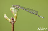 Speerwaterjuffer (Coenagrion hastulatum) 