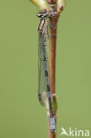 Speerwaterjuffer (Coenagrion hastulatum) 