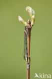 Speerwaterjuffer (Coenagrion hastulatum) 