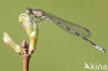 Speerwaterjuffer (Coenagrion hastulatum) 