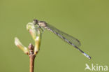 Speerwaterjuffer (Coenagrion hastulatum) 