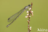 Speerwaterjuffer (Coenagrion hastulatum) 