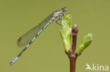 Speerwaterjuffer (Coenagrion hastulatum) 