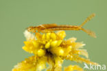 Speerwaterjuffer (Coenagrion hastulatum) 