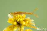 Speerwaterjuffer (Coenagrion hastulatum) 