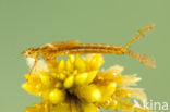 Speerwaterjuffer (Coenagrion hastulatum) 