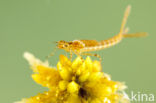 Speerwaterjuffer (Coenagrion hastulatum) 