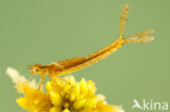 Speerwaterjuffer (Coenagrion hastulatum) 