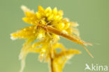 Speerwaterjuffer (Coenagrion hastulatum) 