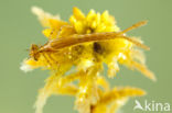 Speerwaterjuffer (Coenagrion hastulatum) 