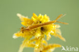 Speerwaterjuffer (Coenagrion hastulatum) 