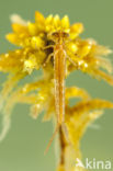 Speerwaterjuffer (Coenagrion hastulatum) 