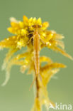 Speerwaterjuffer (Coenagrion hastulatum) 