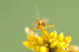 Speerwaterjuffer (Coenagrion hastulatum) 