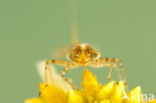 Speerwaterjuffer (Coenagrion hastulatum) 