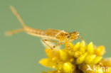 Speerwaterjuffer (Coenagrion hastulatum) 