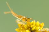 Speerwaterjuffer (Coenagrion hastulatum) 