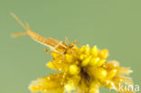 Speerwaterjuffer (Coenagrion hastulatum) 