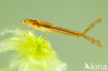 Speerwaterjuffer (Coenagrion hastulatum) 