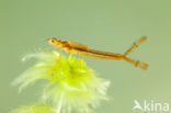 Speerwaterjuffer (Coenagrion hastulatum) 