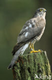 Sperwer (Accipiter nisus)