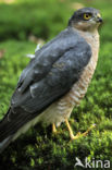 Sperwer (Accipiter nisus)