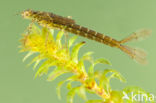 Variabele waterjuffer (Coenagrion pulchellum)