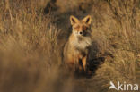 Vos (Vulpes vulpes)