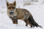 Vos (Vulpes vulpes)